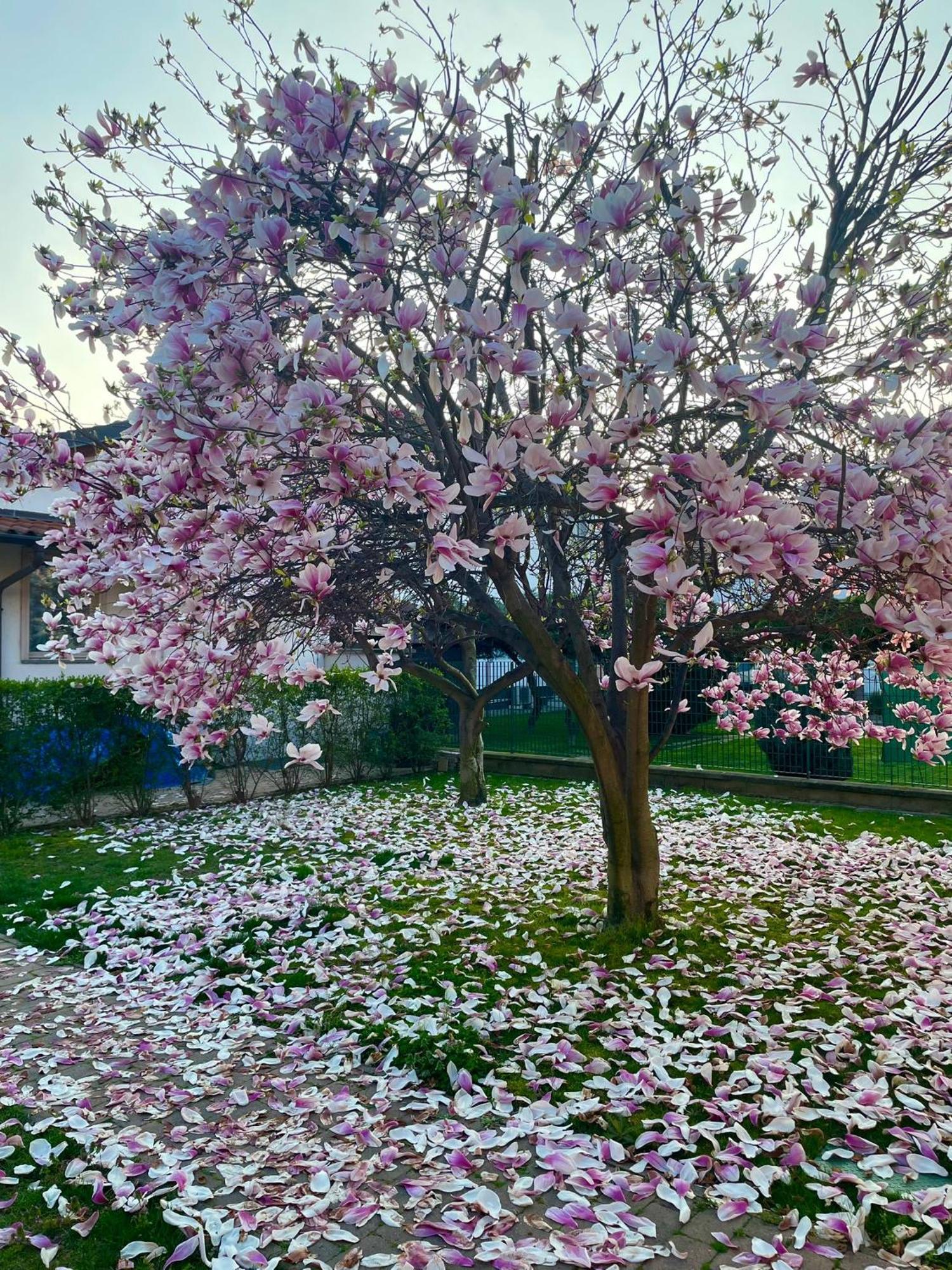 Serenity Garden Stupinigi Dış mekan fotoğraf